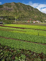 Lettuces fields on Réunion island