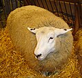 A sheep at the Salon de l'agriculture (Salon of agriculture) in Paris, France.