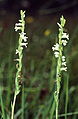 Zomerschroeforchis (Spiranthes aestivalis) (Berchtesgaden)