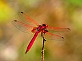 31. Trithemis aurora szitakötő, India, Kerala (javítás)/(csere)