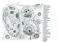 Ultrastructural diagram of the cerebral cortex (Viorel Pais, 2012)