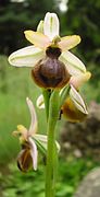 Ophrys aveyronensis