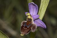 Ophrys × delphinensis