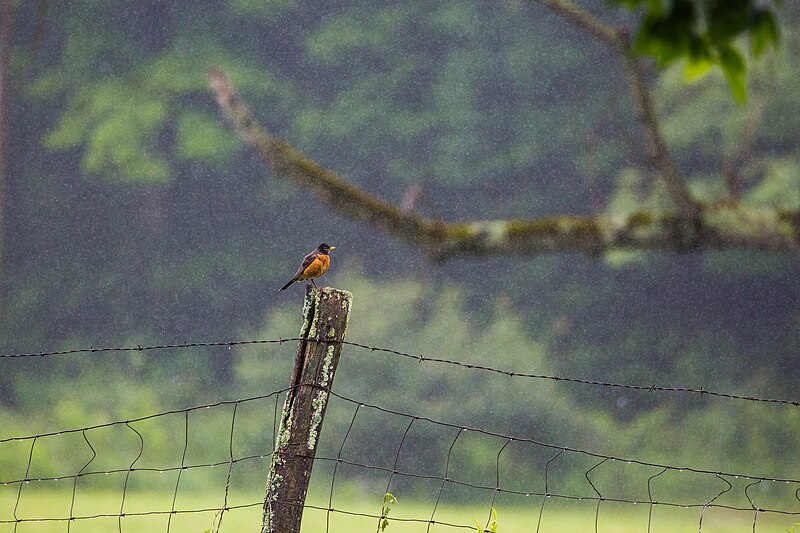 File:American robin (50048185347).jpg