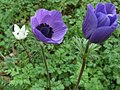 Hoa phong quỳ (Anemone) cho thấy các lá đài giống như cánh hoa.