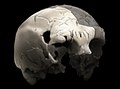 Image 34Aroeira 3 skull of 400,000 year old Homo heidelbergensis. The oldest trace of human history in Portugal. (from History of Portugal)