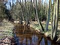 Die Aschau kurz vor Eschede im Erlenbruchwald