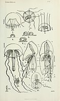 Tweezijdige radiale symmetrie: 8 en 9 Diphyes dispar