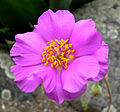 Calandrinia grandiflora