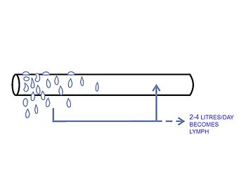 Efecto neto de todo o proceso representado diagramaticamente arriba. A auga é forzada a saír dos capilares no extremo arteriolar do capilar, e despois é reabsorbido no extremo venular, onde, ademais de que a presión osmótica coloidal é maior que no extremo arteriolar, a presión sanguínea dentro dos capilares é menor que ao principio do capilar.[6][7] Só unha diminuta fracción do fluído que se filtra dos capilares (en todo o corpo) non está reabsorbida. Este exceso de auga que se acumula nos tecidos é recollido polos vasos linfáticos e retorna á circulación sanguínea na vea subclavia esquerda na base do pescozo. Só se acumulan entre 2 e 4 litros de linfa nos tecidos cada día que son descargados de novo no sistema venoso no pescozo.[6][7]