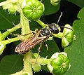 Cerceris macho (família Crabronidae) Pennsilvania, Estats Units