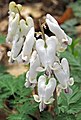 Dicentra canadensis