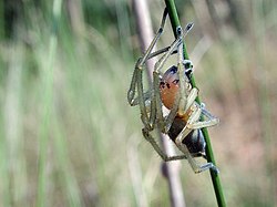 Aranha da família Miturgidae.