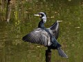 Grand Cormoran dans le parc de Tennoji à Osaka, Japon. Décembre 2023.