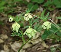 Helleborus bocconei