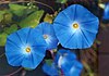 Ipomoea tricolor, "Heavenly Blue".