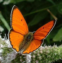 Didysis auksinukas (Lycaena dispar)