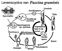 Levenscyclus zwarte roest