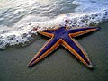 * Nomination Purple and Orange Starfish. Photo by Mark Walz. Uploaded by User:gamweb. Jopparn 12:32, 17 August 2013 (UTC) * Decline Does not meet criteria, it shall be bigger than 2 megapixels --Poco a poco 14:10, 17 August 2013 (UTC)