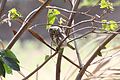 Pacific pygmy owl