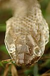 Close up view of snake's moulted skin