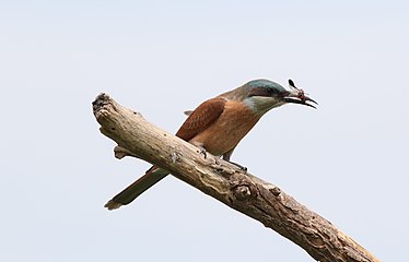 Juvenile with Belonogaster wasp prey