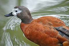 ♀ Tadorna cana