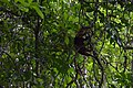 Tamandua mexicana in Panama