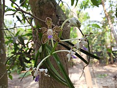 Vanda tessellata in Bangladesh.jpg