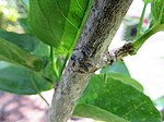 Wrap-around spider Dolophones mimicking a stick