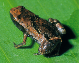 brown and black frog dorsolateral view