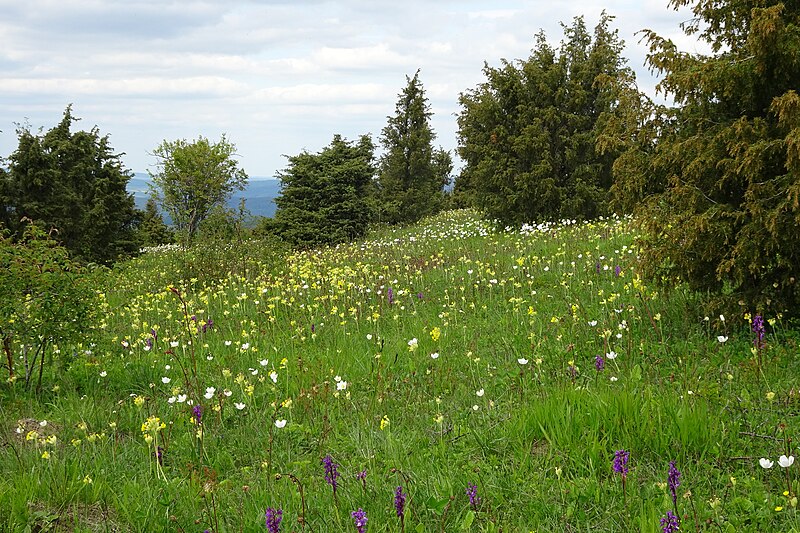 File:Naturschutzgebiet Bühlchen bei Weißenbach (3).jpg