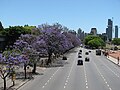 Jacaranda in Buenos Aires, Argentina