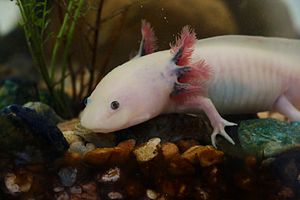 Axolotl ambystoma mexicanum anfibio ASAG.jpg