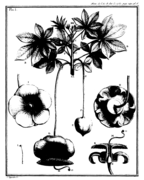 Adanson 1763 baobab planche 1.png