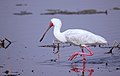 Afrikinė girnovė (Platalea alba)