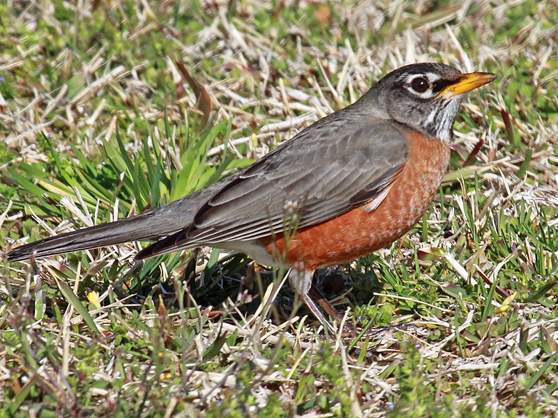 File:American Robin (Turdus migratoriu) in North Carolina.jpg