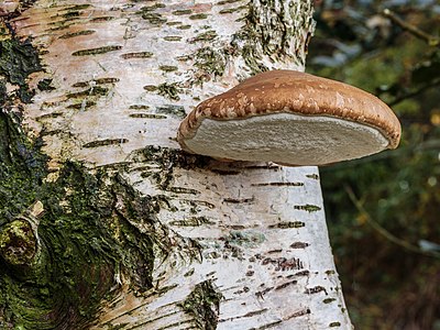 Piptoporus betulinus (Berkenzwam)