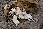 The skull of a dead dromedary.