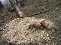 Beavers chopped down this tree