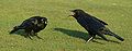 Juvenile Little Raven's dinnertime