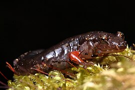 Desmognathus ocoee Stanton 4.jpg