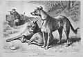 Die Gartenlaube (1875) b 685.jpg Schottische Wildhunde