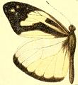 D. c. foedora male