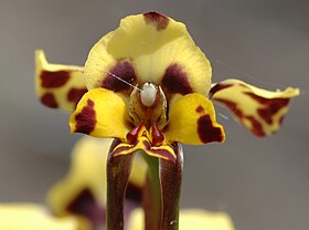 Diuris pardina