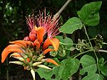 Indian Coral Tree (Mandara in Sanskrit, Hindi and Bengali, Mandaram in Malayalam, Kalyana Murungai கல்யாண முருங்கை  in Tamil, Pangara-पांगारा in Marathi) -- Erythrina indica or variegata