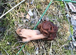 Gyromitra esculenta 113773566.jpg