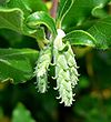 Garrya elliptica