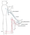 Sympathetic connections of the submaxillary and superior cervical ganglia.