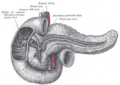 Ducto pancreáticu.